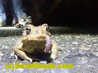 /home//u458753944/public_html/sourcegallery///////////////////////////Roxborough Toad Detour/2021/2021-04-11/P4110218.JPG